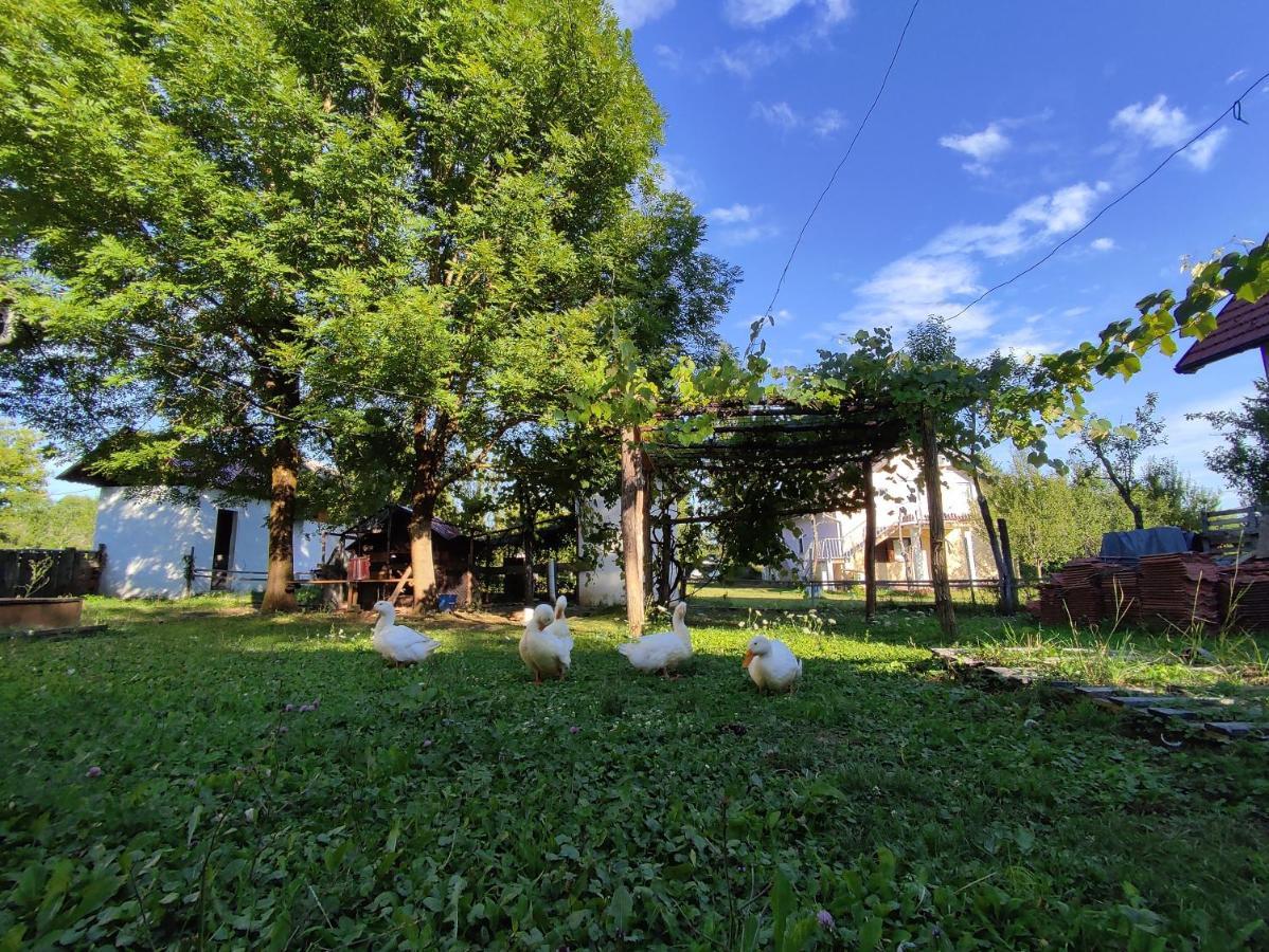 Apartments Eco Forest Resort Rakovica Exterior foto